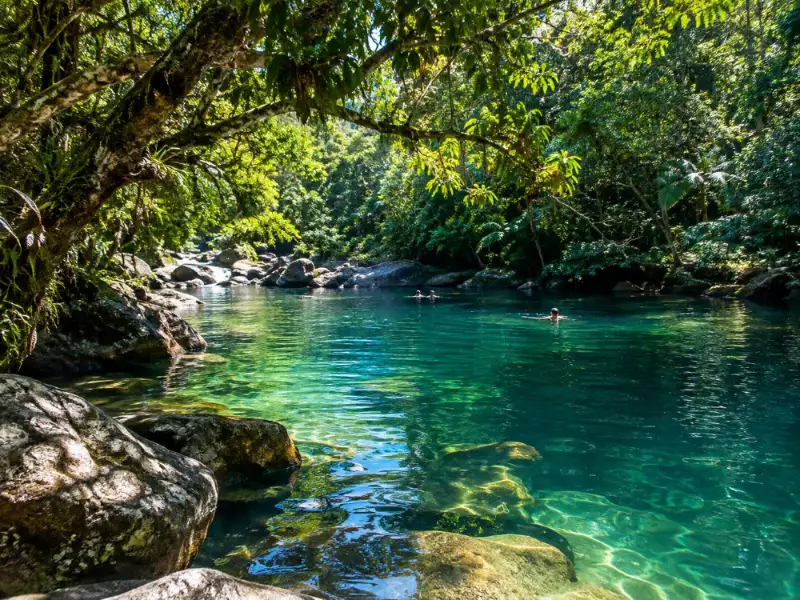 Best of Daintree Rainforest Day Tour